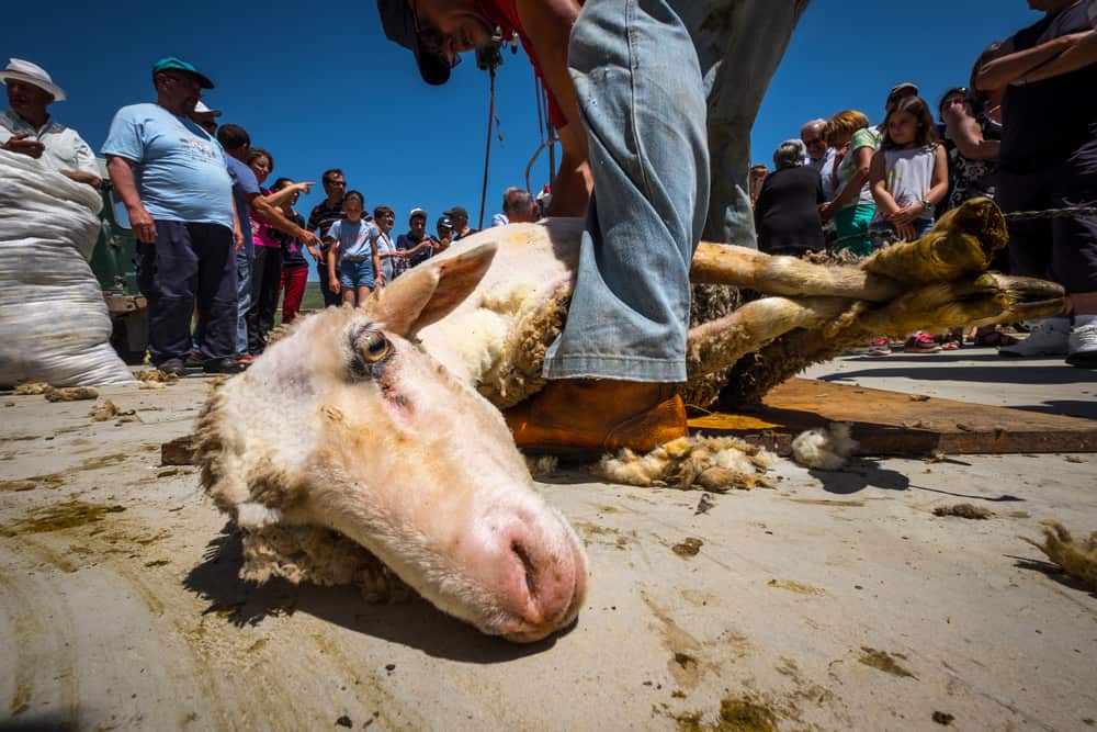 Commercial shearing is very different from sanctuary shearing. With so many sheep to shear, work is often rushed, leaving knicks, cuts, and wounds.
Because the demand for wool is so high, these sheep continue to be bred to produce higher and higher volumes of wool. Profit, not animal health, is their top priority.