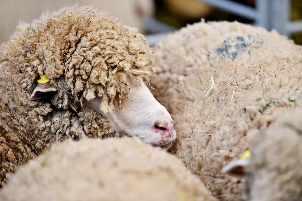 Merino sheep are bred for excessive wool, leaving them more likely to experience health issues.