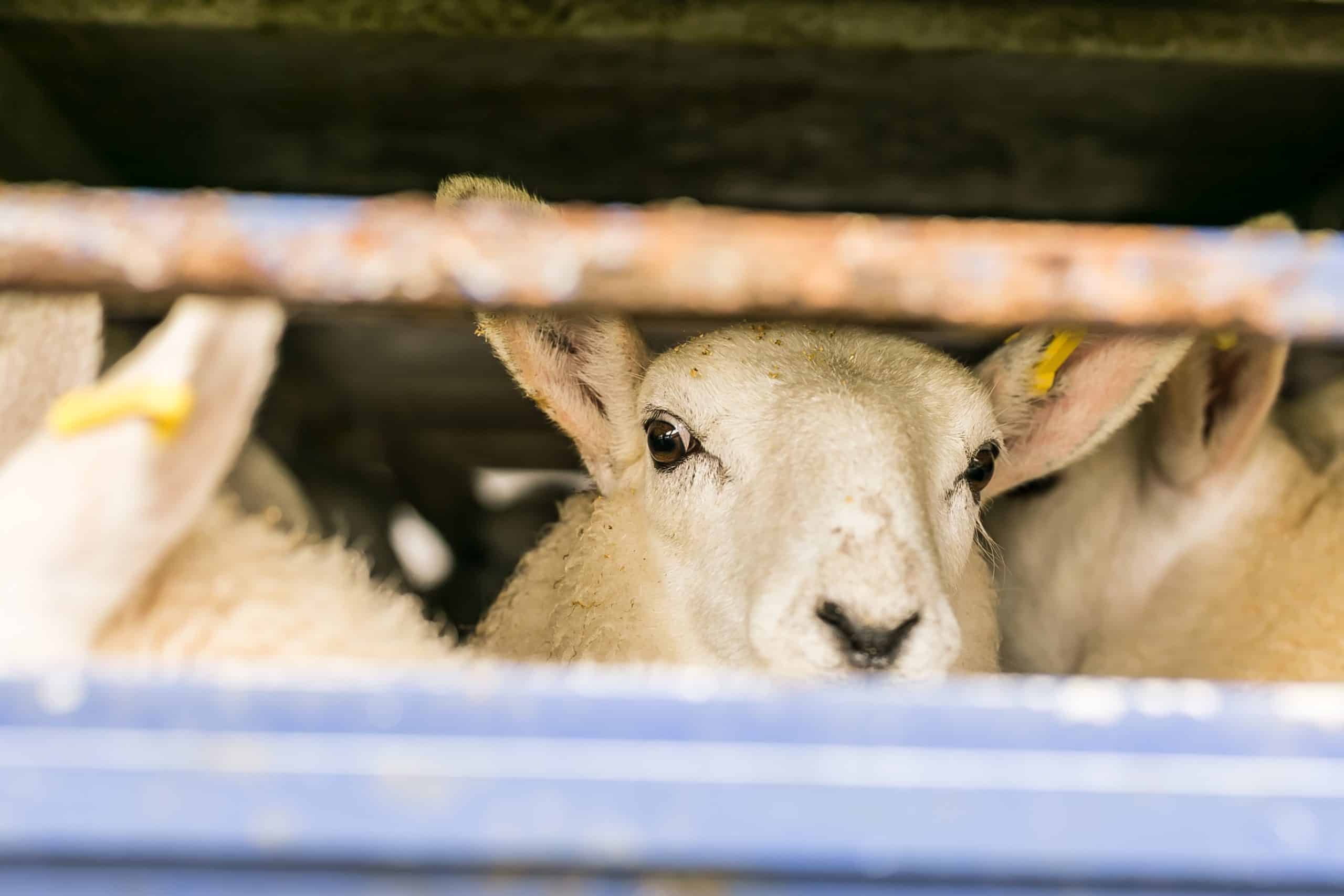 Every sheep’s final destination: a crowded and frightening truck to slaughter.