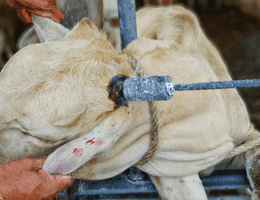 Dehorning a calf using a hot iron.