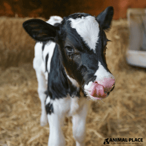 Samuel was rescued as just a day-old calf from a dairy operation.
