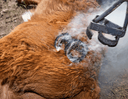 A calf is branded with a hot iron. It’s so hot that it melts the calf’s flesh into its mold.