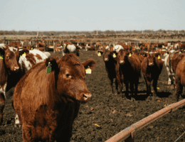 Have you ever smelled a feedlot? Can you imagine living in one?
