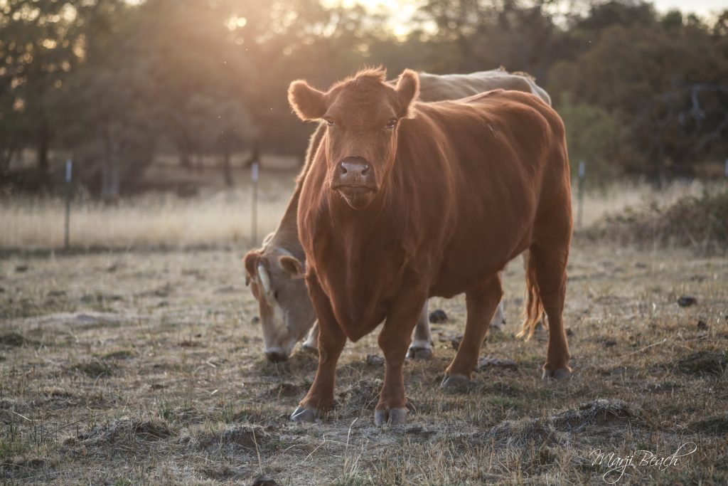 49129871903_8c3e08a3fa_o