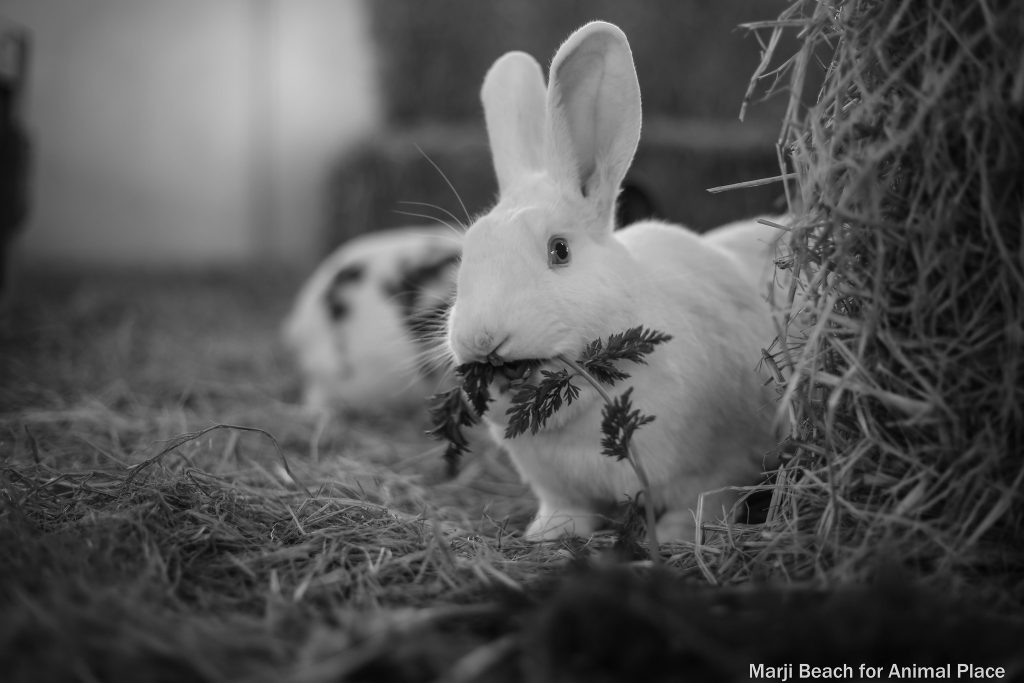 23485514760_210df55bcd_k