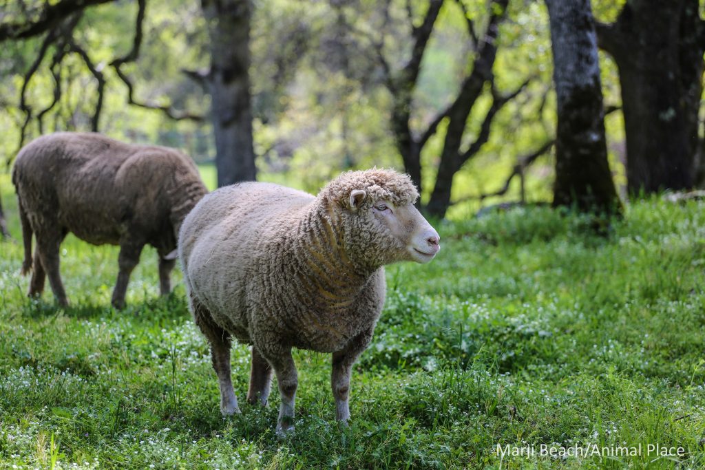 27367166088_306d404728_o