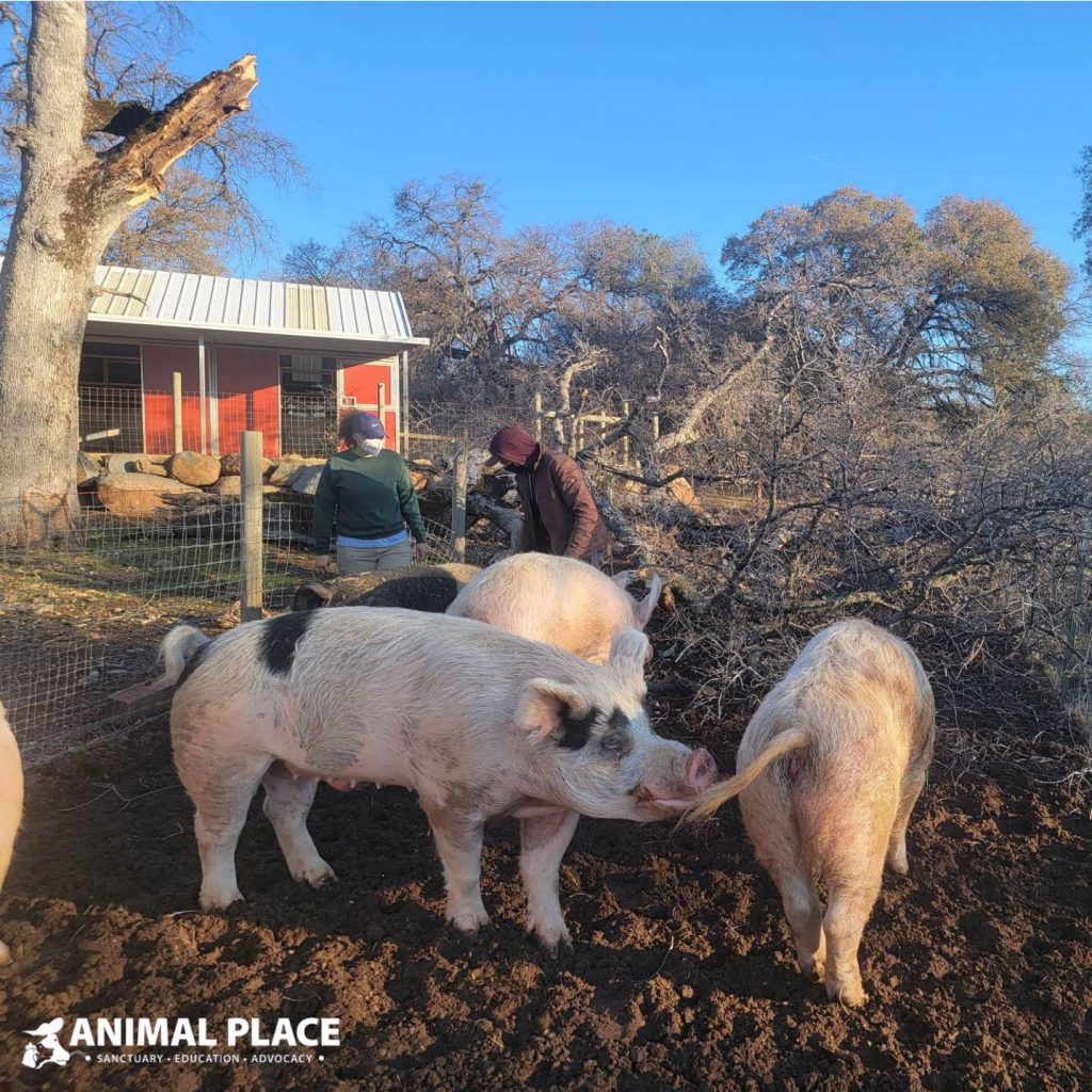 Emergency! Winter Storm Damage!