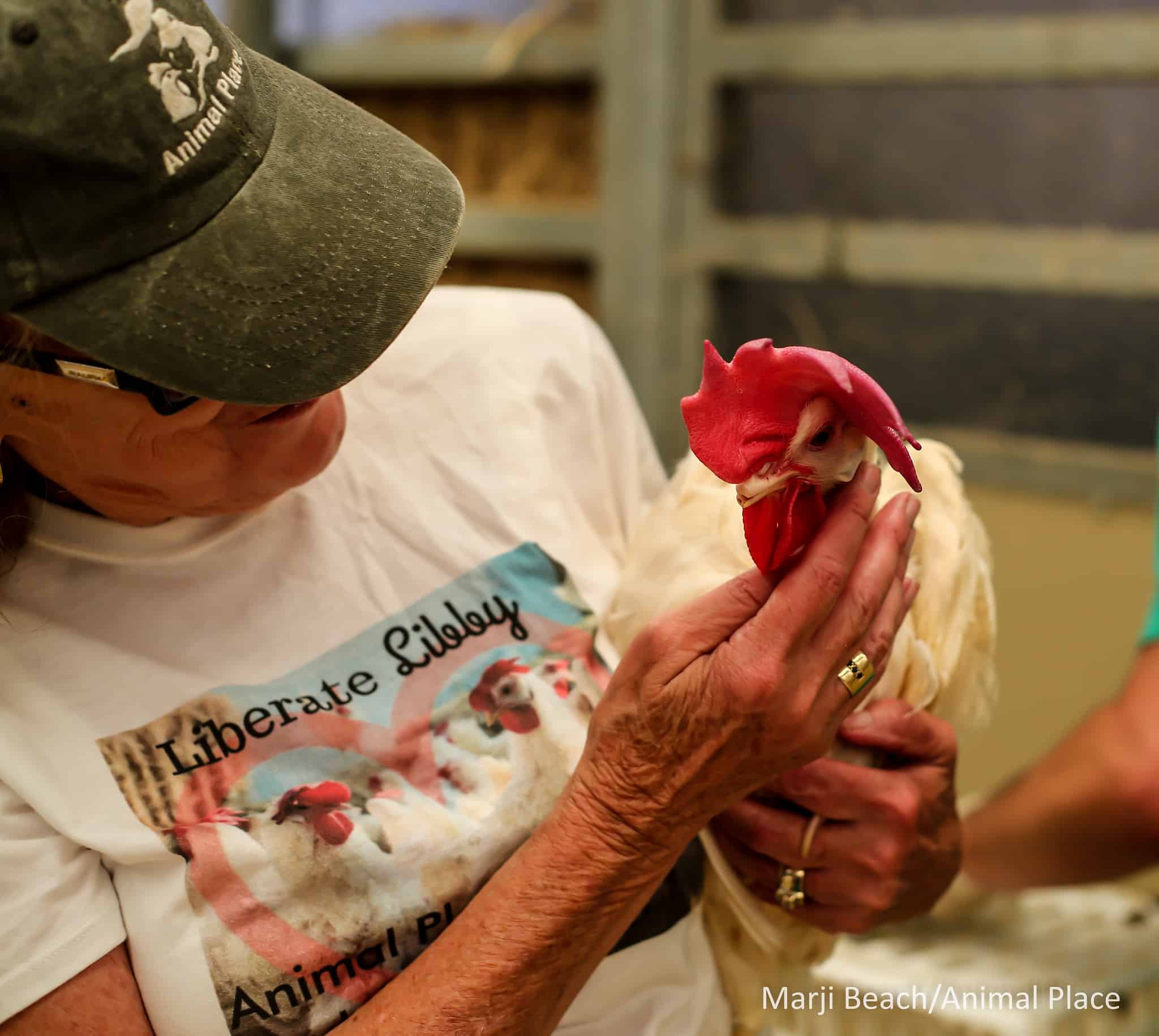 A rescued hen experiences kindness and affection. When we rescue these birds, they touch solid ground, see the sunlight, and spread their wings for the first time. They are now free.