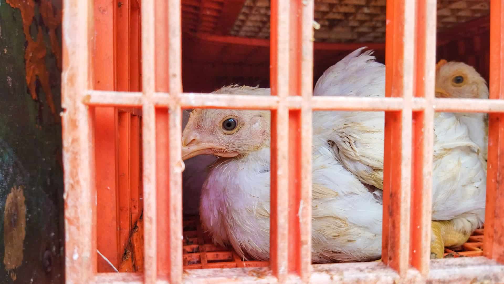 Chickens are still babies when shipped to their deaths. 