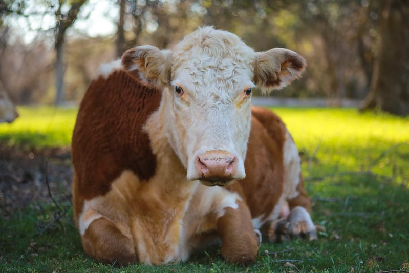 51873255392_936a08941c_c