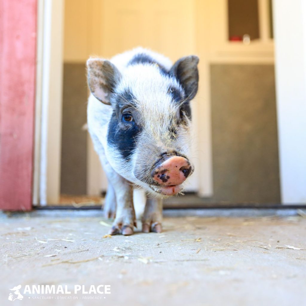 Nearly Shot, Now Safe