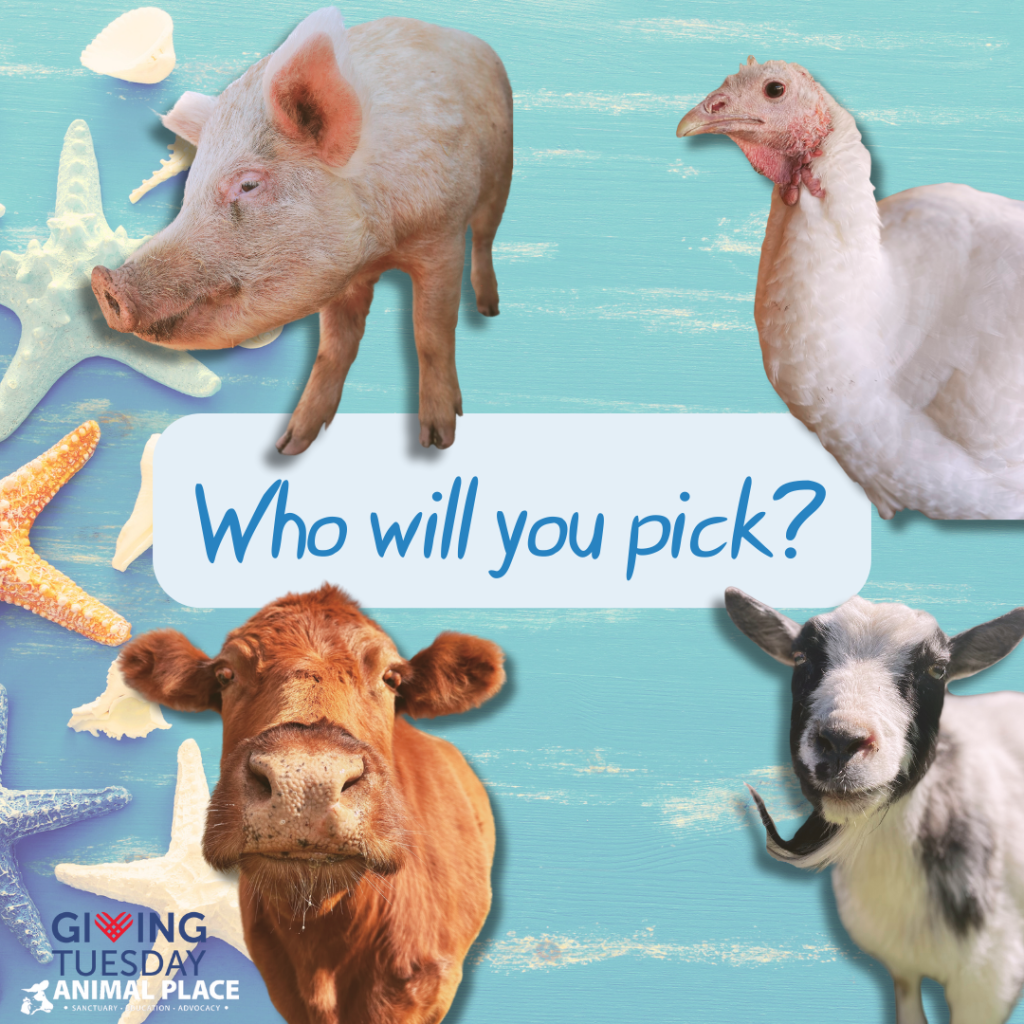 Four images of animals who can be chosen for a donation. One, a pink pig Bernie. Two, a white turkey Pecan. Three, a red cow Daffodil. Four, a black and white goat Cauliflower. 
