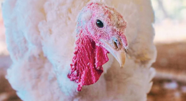 Screenshot 2025-11-07 at 11.42.48 AM