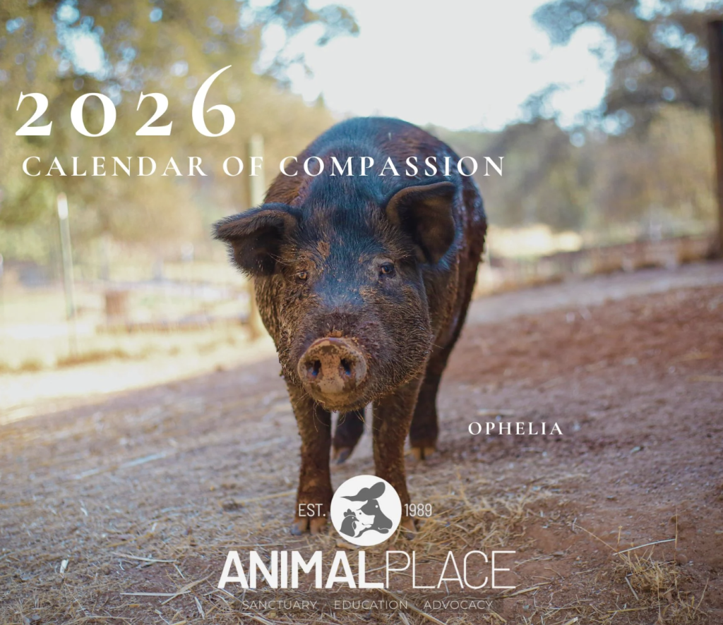 Screenshot 2025-11-26 at 10.52.04 AM