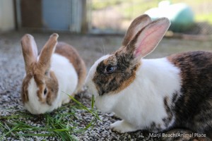 Feb 4 2016 RR Bunny A (1 of 1)