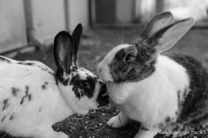 Feb 4 2016 RR Bunny B (1 of 1)