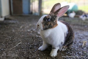 Feb 4 2016 RR Bunny C (1 of 1)