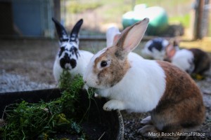 Feb 4 2016 Twiggy A (1 of 1)